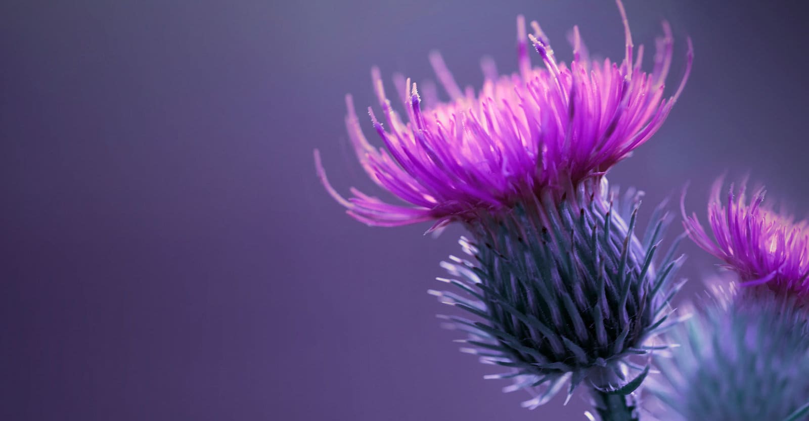 A purple thistle flower against a soft purple background